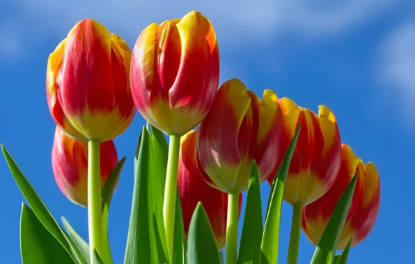 The sky, tulips, red - yellow