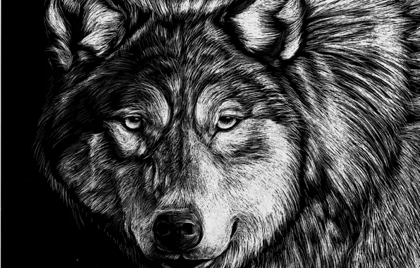 Picture Figure, Look, Wolf, Face, Animals