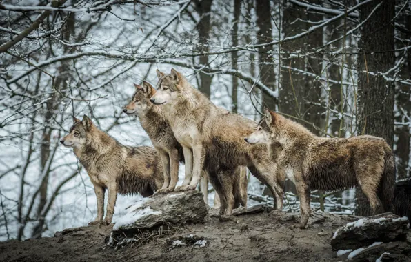 Nature, pack, wolves