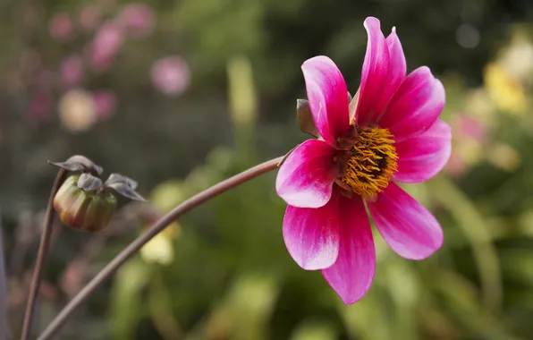 Flower, pink, blur, Bud, Dahlia