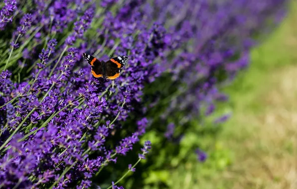 Picture flowers, nature, butterfly, lavender