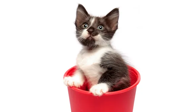 Picture kitty, bucket, two-tone