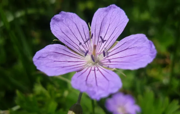 Summer, lilac, on vacation, mountain flower