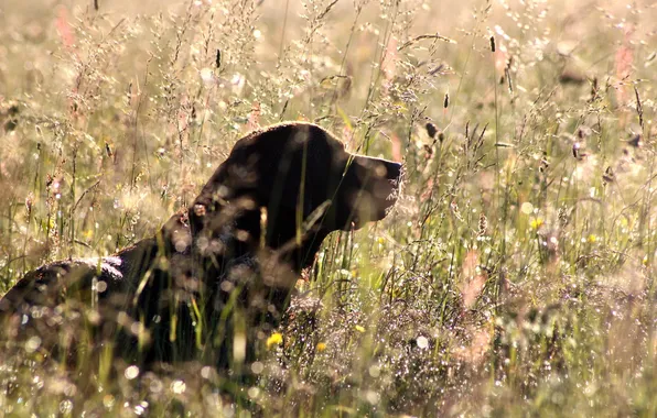 Field, nature, dog