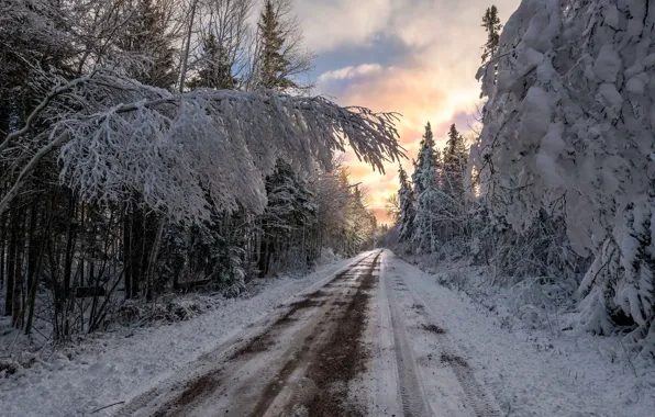 Winter, road, forest, sunset, nature
