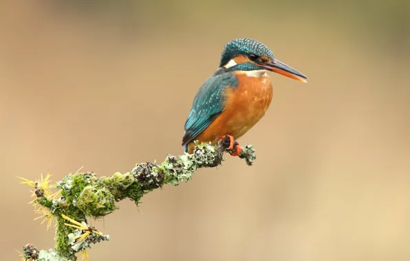 Background, bird, moss, branch, edge, bird, cutie, Kingfisher