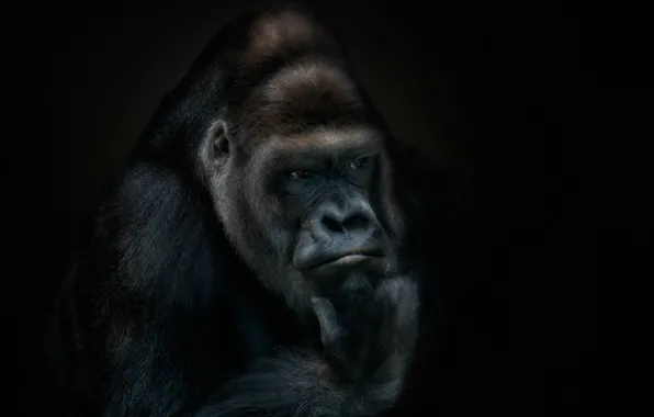 Face, skin, gorilla, fur, the primacy of