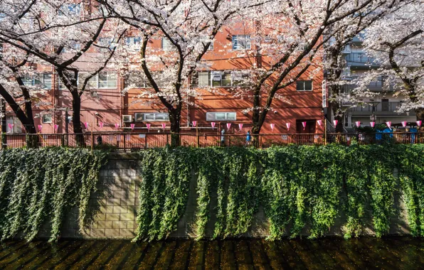 The city, Spring, Sakura, Japan, House, Channel, Lights, Flowering