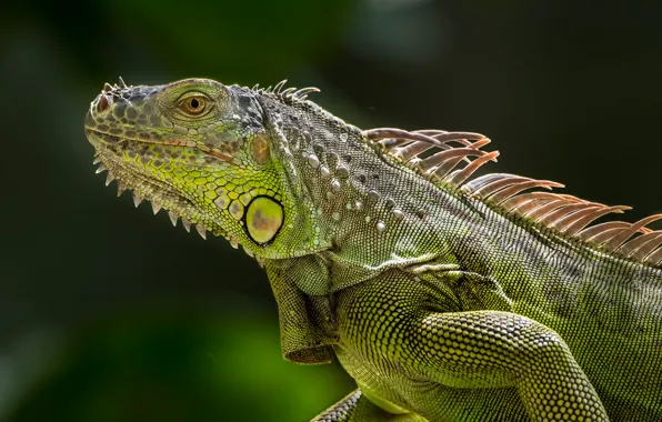 Lizard, iguana, green