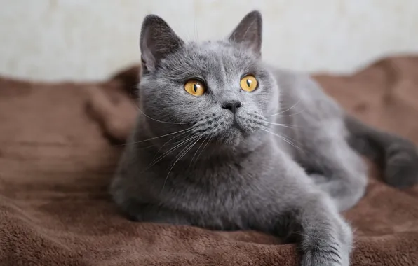 Picture cat, look, grey