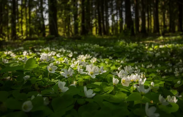 Picture forest, light, trees, flowers, anemones