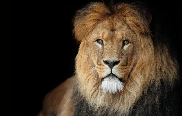 Leo, the king of beasts, majestic view