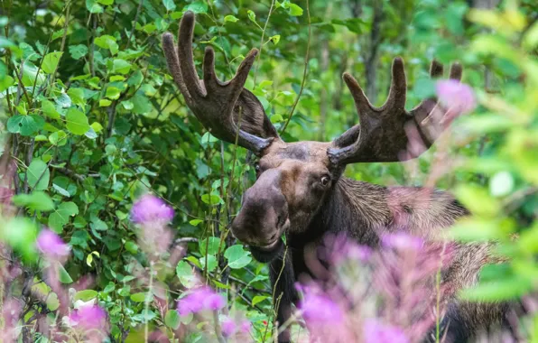 Picture forest, look, face, leaves, flowers, branches, portrait, horns