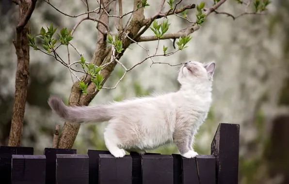 Branches, nature, tree, animal, the fence, spring, cub, kitty