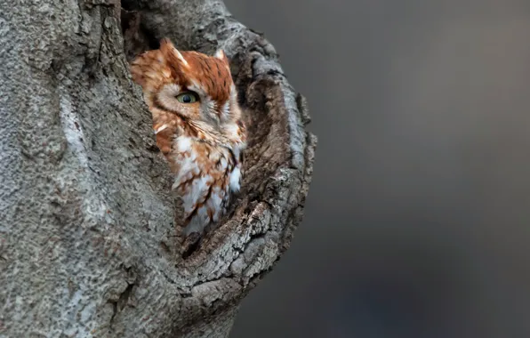 Tree, owl, bird, the hollow