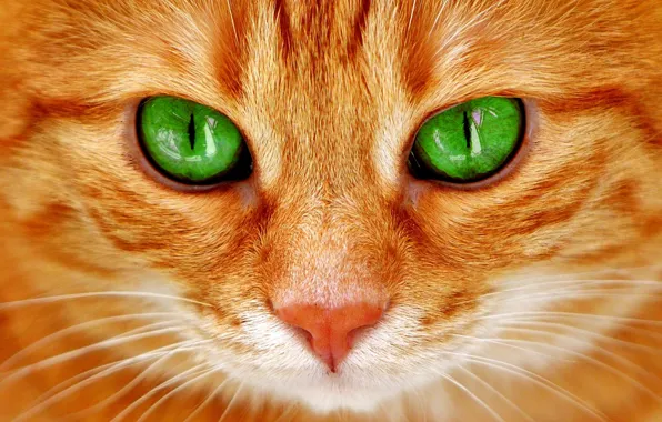 Cat, look, muzzle, green eyes, red cat