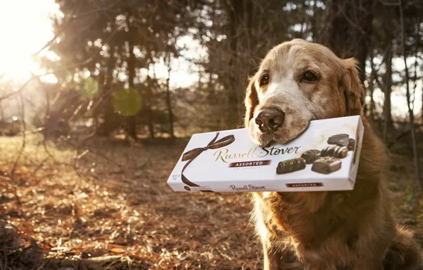 Picture background, dog, candy