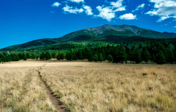 Picture field, forest, the sky, grass, clouds, trees, mountains, AZ