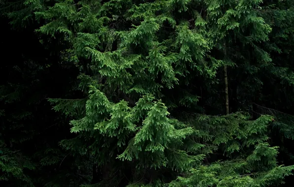 Forest, needles, paws, ate, dark