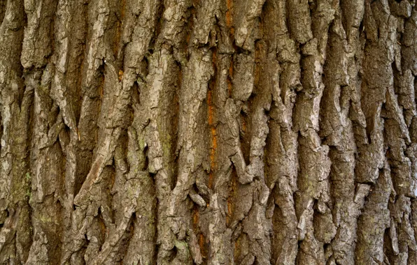 Picture dark, wood, tree, Brown, natural