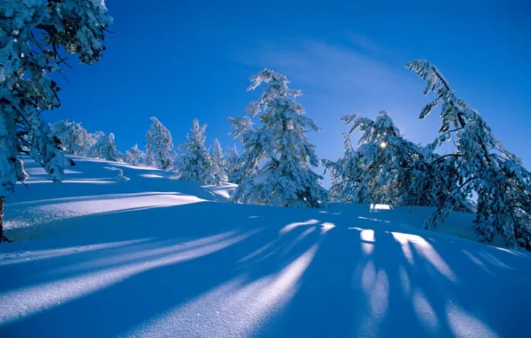 Picture winter, forest, snow, hills, spruce, shadow, slope, the snow