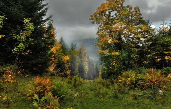 Fog, Autumn, Trees, Forest, Fall, Autumn, Colors, Fog