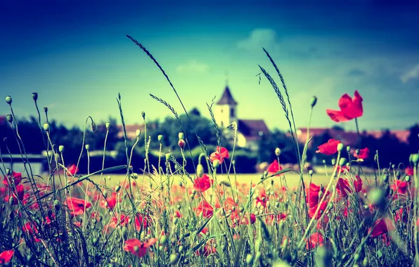 Picture field, the sky, flowers, stem, Church