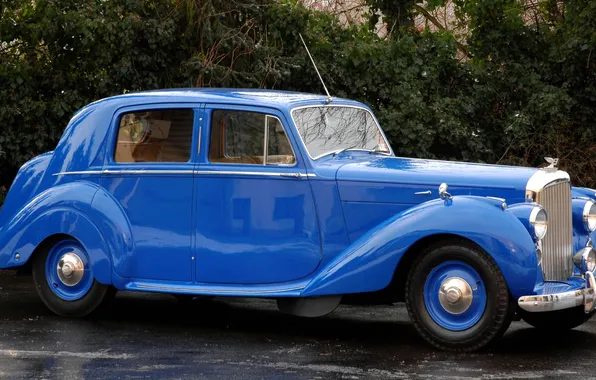 Trees, retro, lights, color, yard