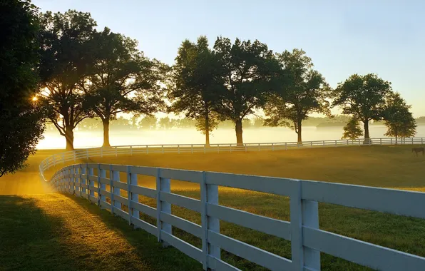 Trees, horse, the fence, meadow
