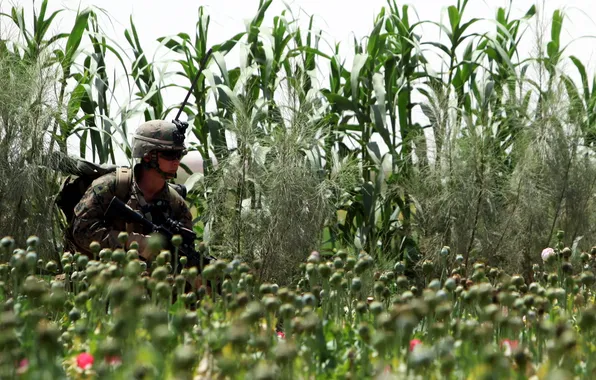 Field, Maki, soldiers