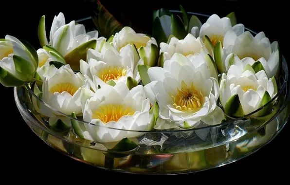 Picture water, flowers, bouquet, Lotus, vase