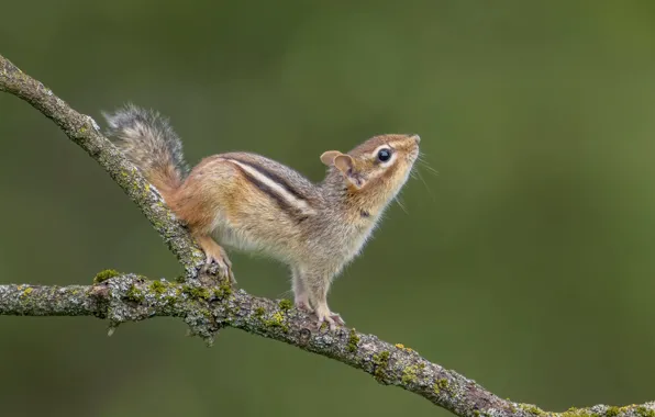 Picture background, branch, Chipmunk, rodent