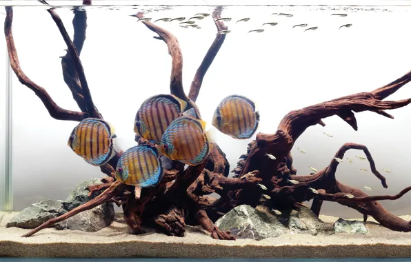 Water, fish, tropical, discus
