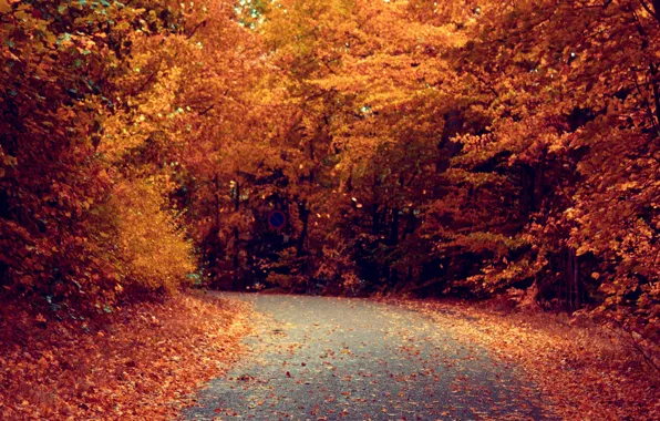 Road, autumn, leaves, trees