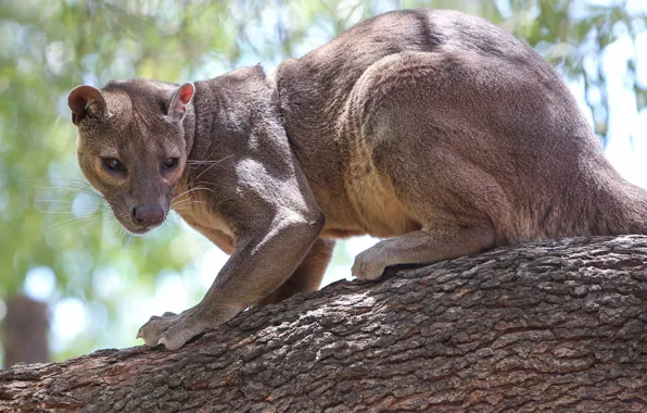 Branch, FOSS, Fossa