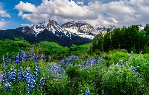 Greens, field, snow, flowers, mountains, lupins, vertexes.the clouds