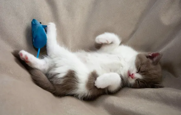 Cat, white, pose, kitty, grey, background, toy, sleep