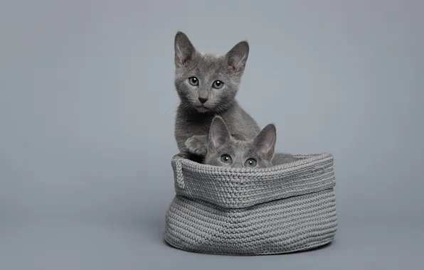 Look, cats, pose, kitty, bag, grey background, grey, a couple