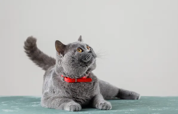 Cat, kitty, British