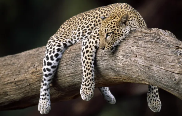 Leopard, on the tree, weighs