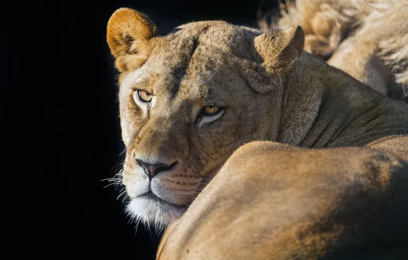 Picture cat, look, face, lioness, ©Tambako The Jaguar