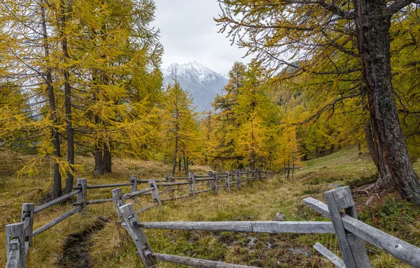 Picture autumn, trees, nature, the fence, larch