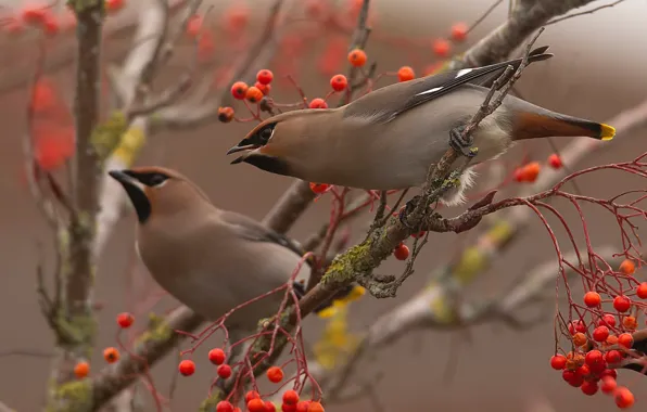 Autumn, branches, berries, bird, two, pair, a couple, Duo