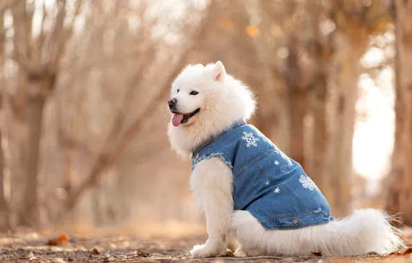 Road, language, look, trees, nature, Park, clothing, dog