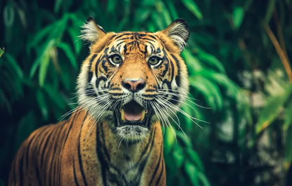 Greens, language, look, face, tiger, foliage, portrait, surprise