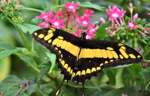 Flower, macro, butterfly, wings, beautiful, close-up