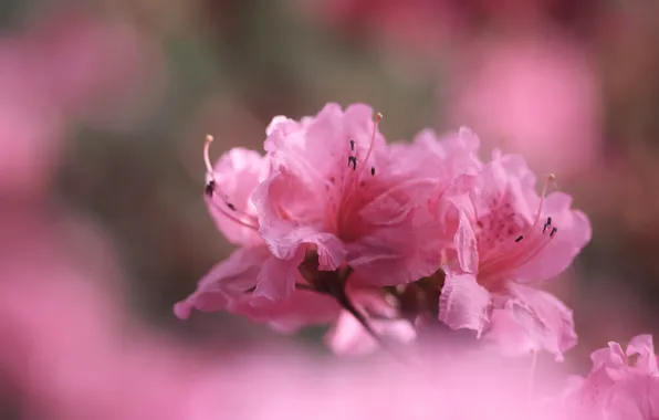 Macro, flowers, pink, bokeh, Azalea, rhododendrons