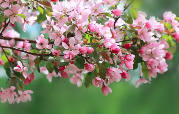 Picture leaves, macro, flowers, branches, spring, petals, pink, Apple
