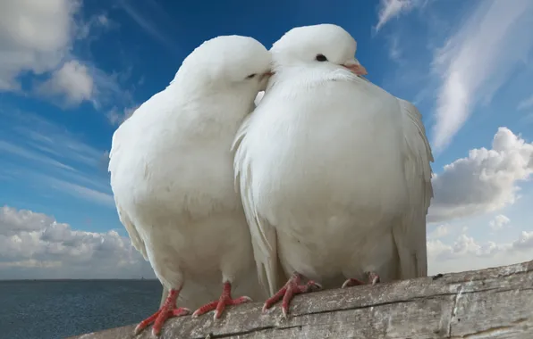 Picture The sky, Pigeons, White, Hugs