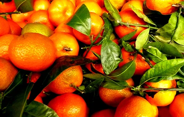 Leaves, harvest, fruit, tangerines